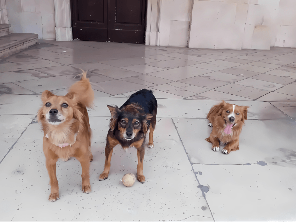 Strade obbligate. Senza tetto, non senza voce: storie di specie&nbsp;compagne.